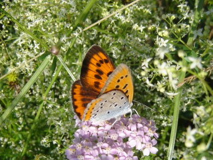 Lycaena dispar